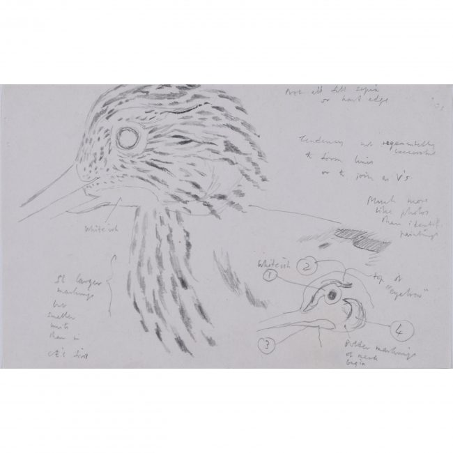 Clifford Ellis Curlew 2 drawing new naturalist