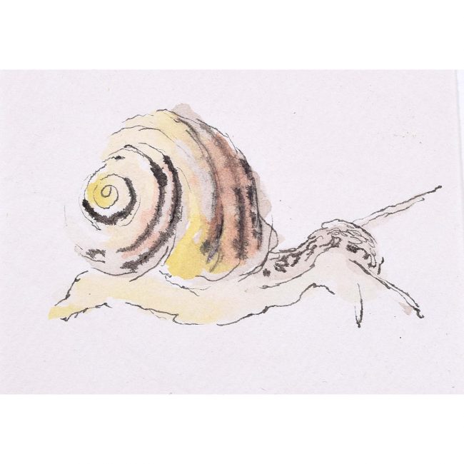 Rosemary Ellis Snail XII Watercolour