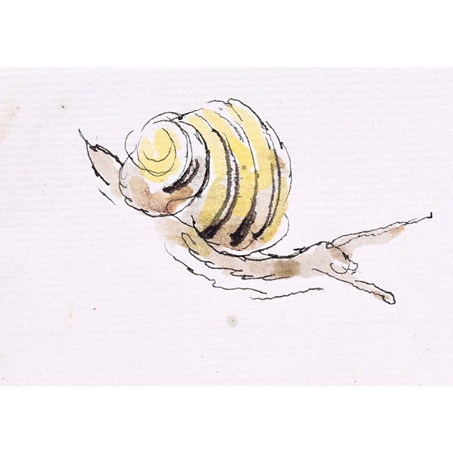Rosemary Ellis Snail XV Watercolour