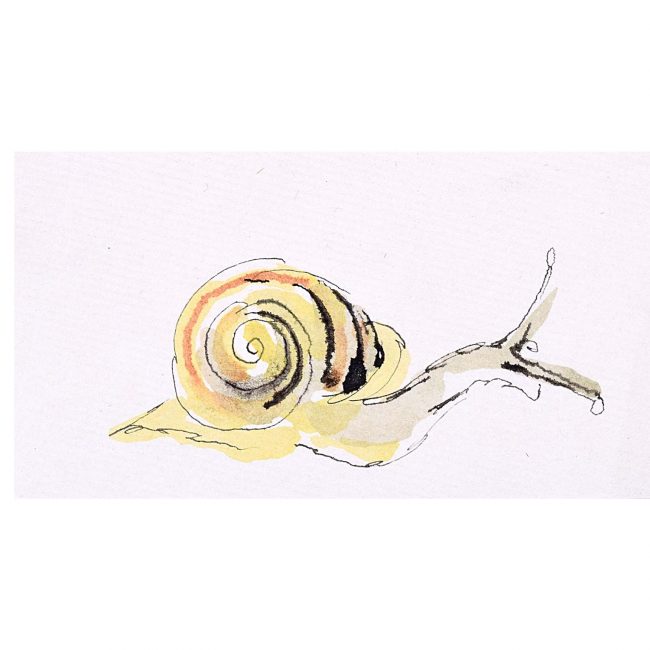 Rosemary Ellis Snail XVI Watercolour