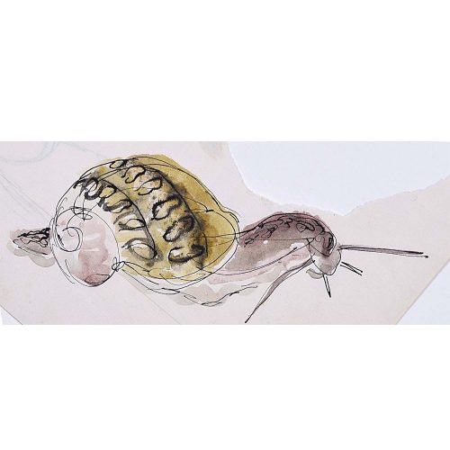 Rosemary Ellis Snail XVIII Watercolour