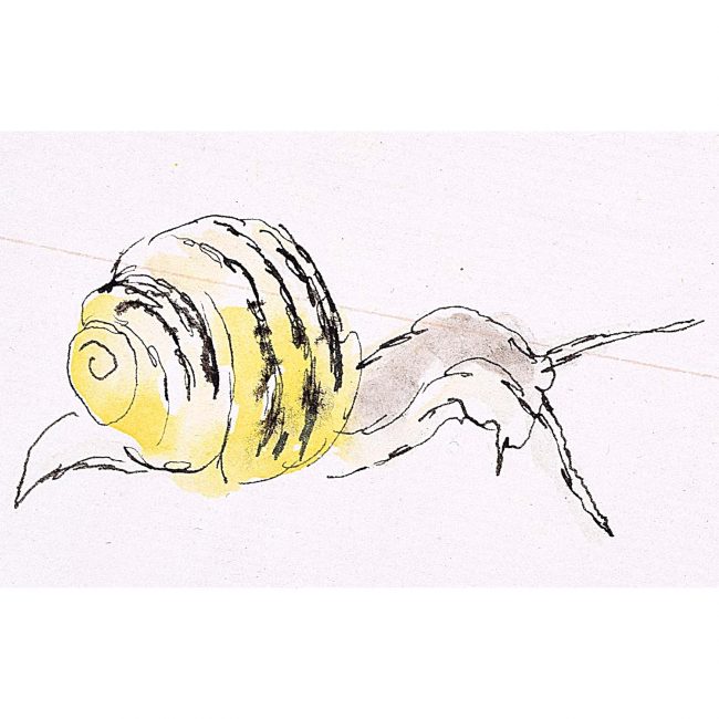 Rosemary Ellis Snail X Watercolour